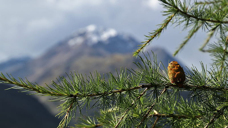 Mountain Blur, cone, fir, tree, mountains, HD wallpaper