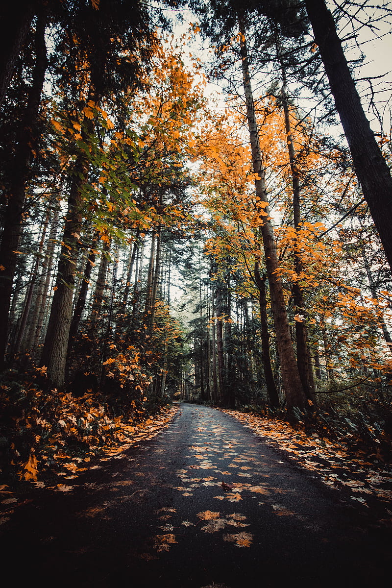 alley, autumn, road, trees, HD phone wallpaper