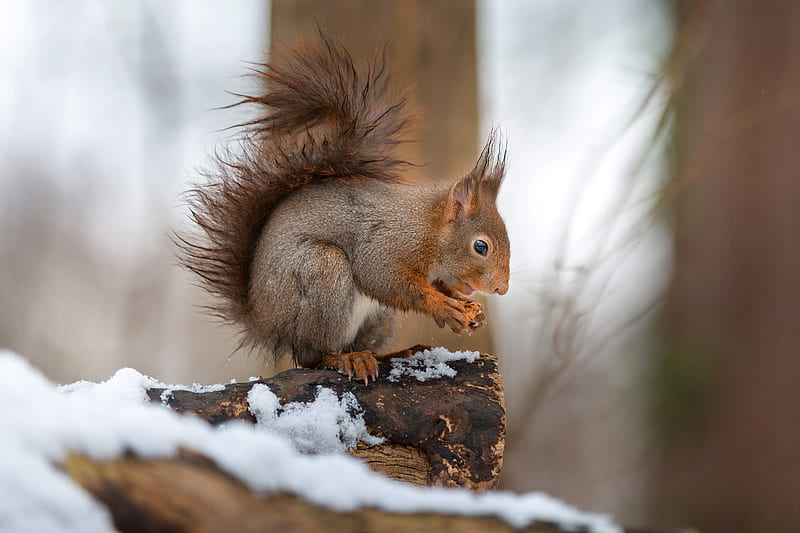 Animal, Squirrel, Profile, Snow, Winter, HD wallpaper