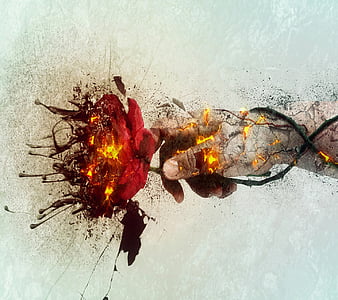 Burning Rose, rose, graphy, HD wallpaper | Peakpx
