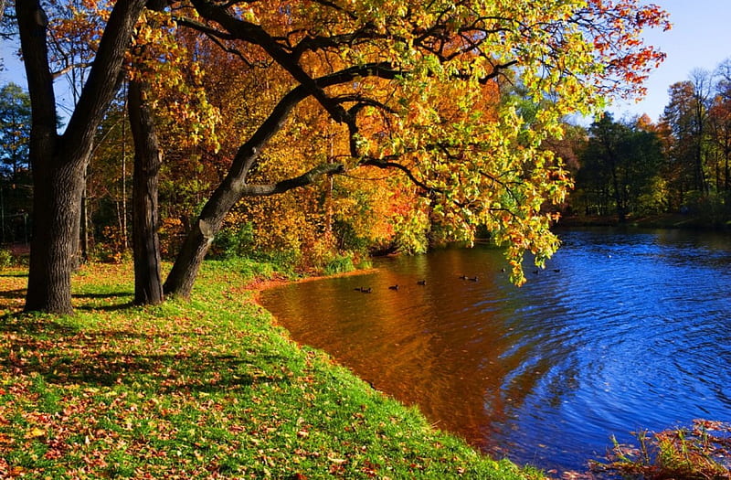 Autumn lake, fall, silent, autumn, shore, grass, falling, bonito ...