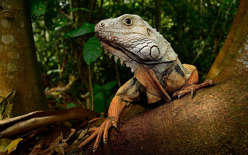 iguana, wildlife, lizard, tree, forest, branch, HD wallpaper