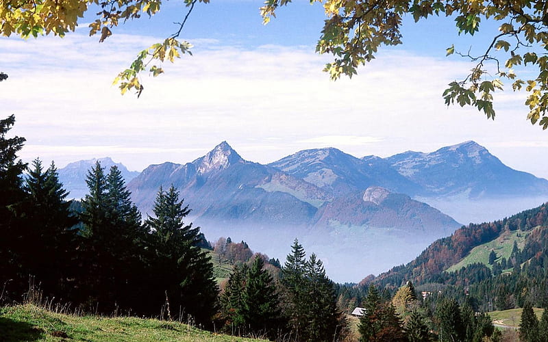 Switzerland Forest-Natural landscape, HD wallpaper