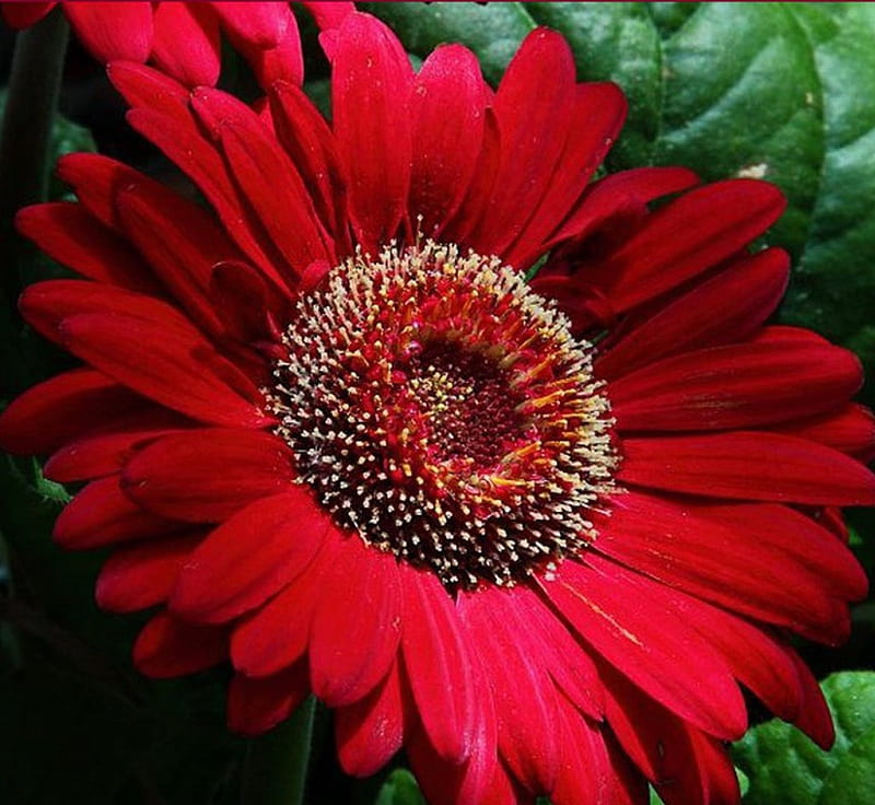 LARGE RED DAISY, flower, red, daisy, large, HD wallpaper | Peakpx