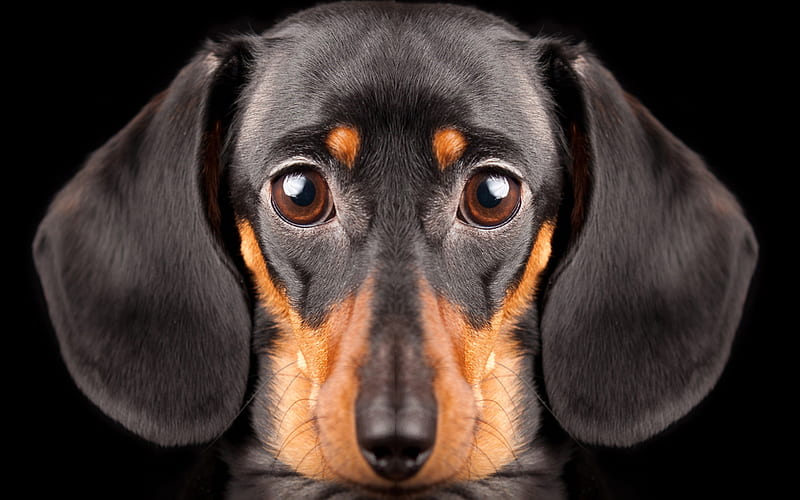 Whole Dog, whole, black, tan, dachshund, dog, HD wallpaper