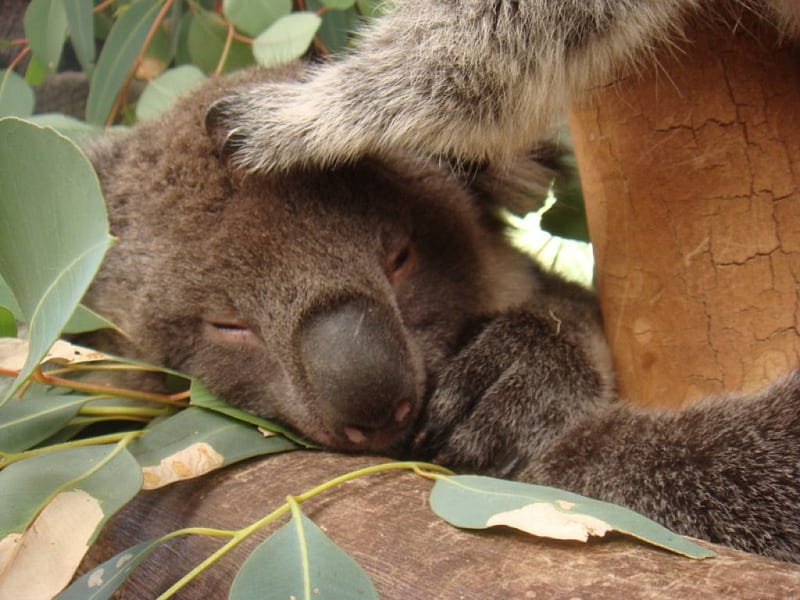 Sleeping Koala, eucalyptus tree, sleeping, koala bear, HD wallpaper