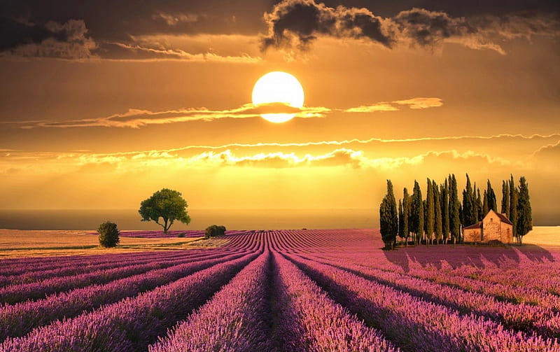 Sunset over Lavender Field, flowers, colors, trees, clouds, sky, tuscany, HD wallpaper
