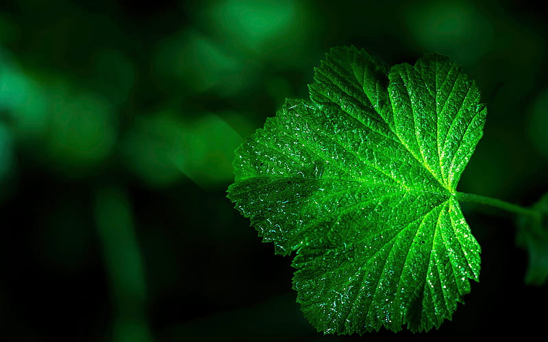 green leaf, plant, close-up, summer, HD wallpaper
