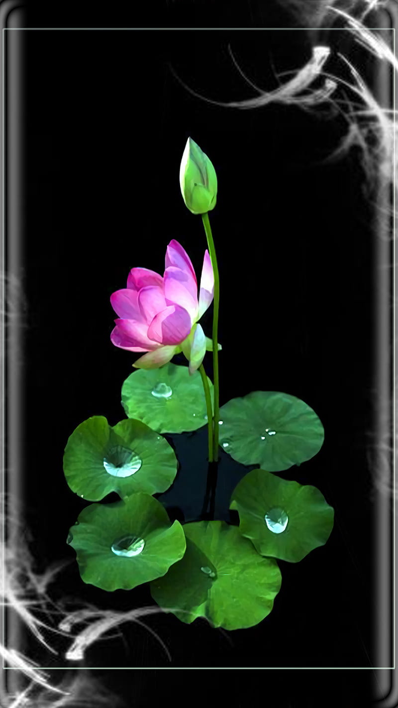 Lotus, curve, edge, green, pin flower, HD phone wallpaper