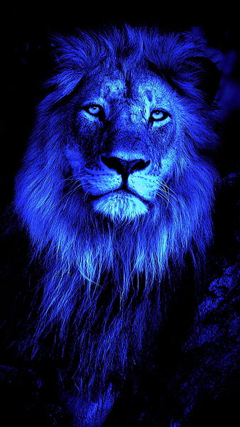 HD blue lion wallpapers | Peakpx