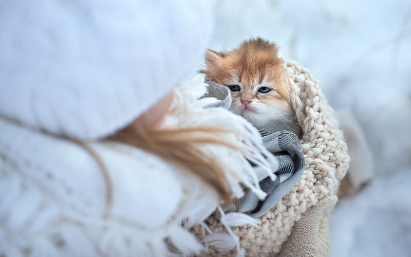 little red cat, winter, cute little animals, cats, HD wallpaper