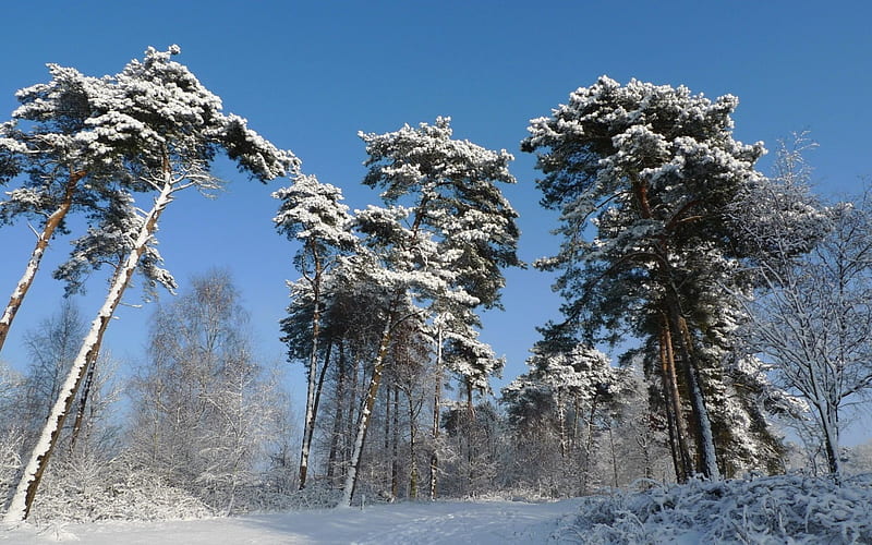 Snowy Pines, pine trees, nature, snow, winter, HD wallpaper | Peakpx