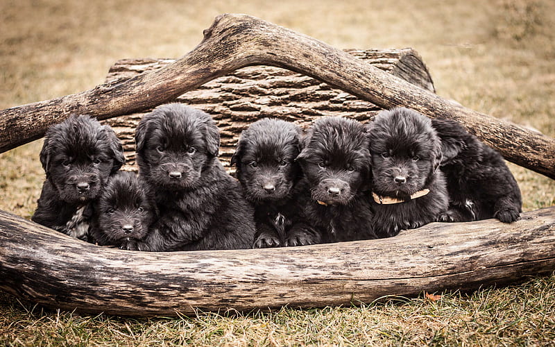 Newfoundland, puppies, dogs, funny animals, cute dog, pets, HD wallpaper