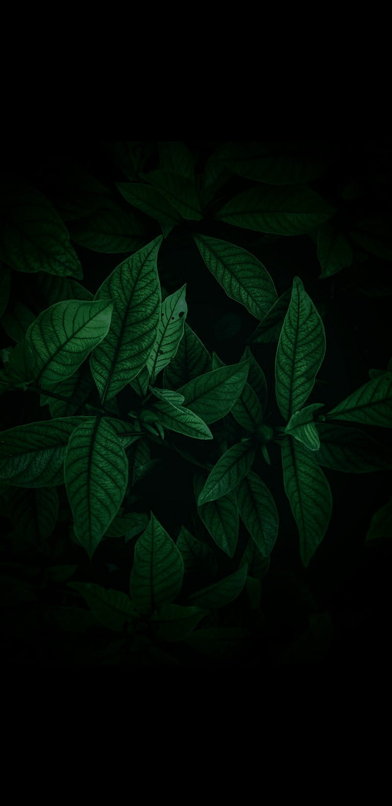 Leaves, buds, leaf, nature, HD phone wallpaper