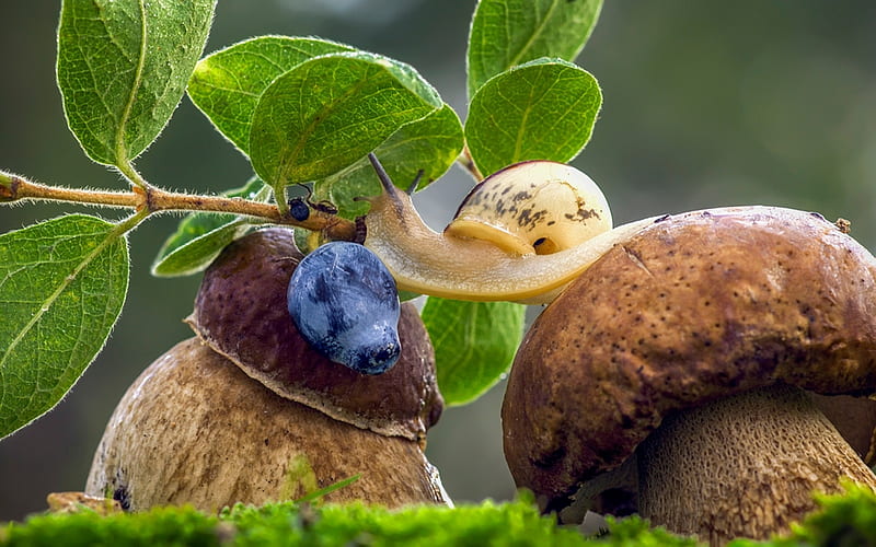 Snail, fruit, plum, green, mushroom, blue, HD wallpaper