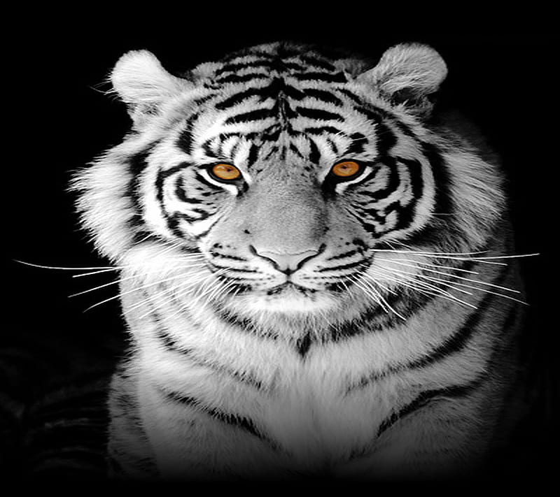 Awesome Tiger, HD wallpaper | Peakpx