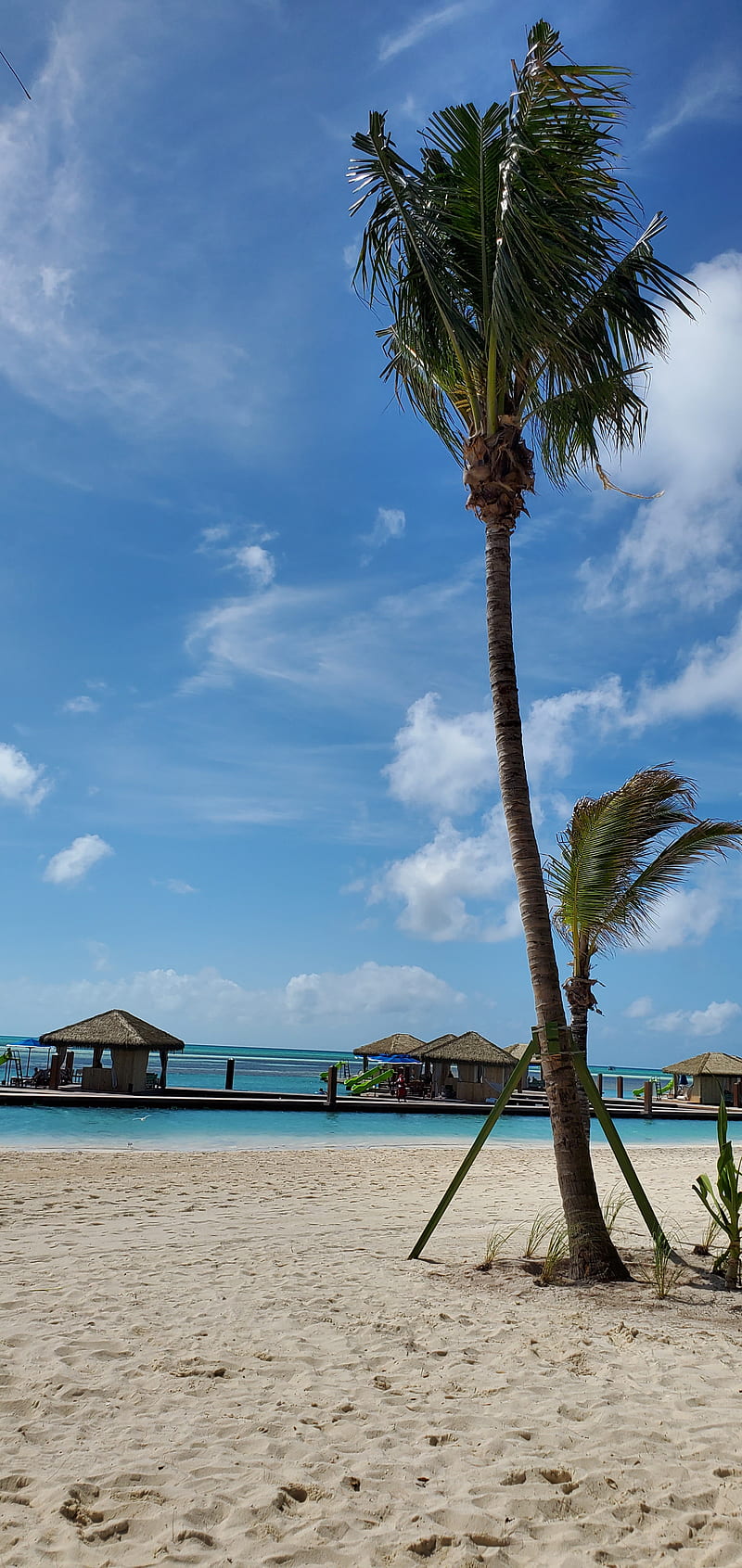 Bahamas, beach, palm, HD phone wallpaper