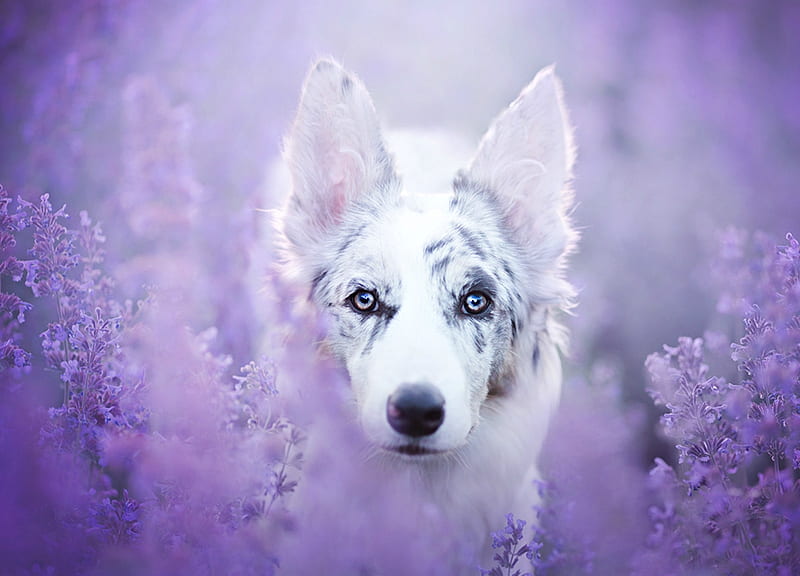 Puppy, australian shepherd, lovely, caine, border collie, purple, flower, blue eyes, white, pink, dog, HD wallpaper