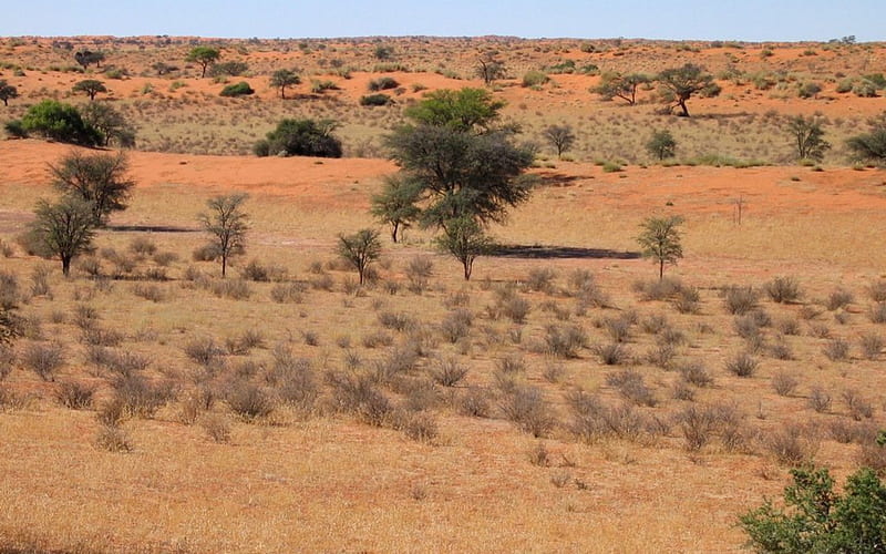 kalahari-desert-botswana, summer, sand, nature, desert, HD wallpaper
