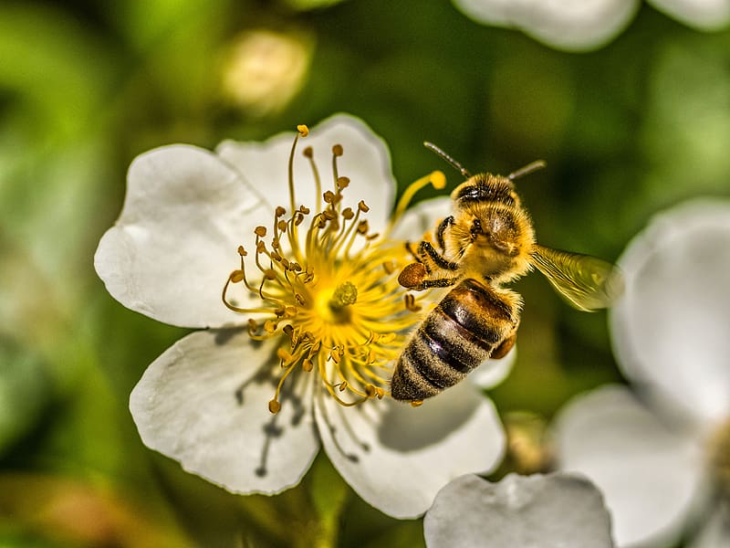 bee, flower, pollen, macro, spring, HD wallpaper