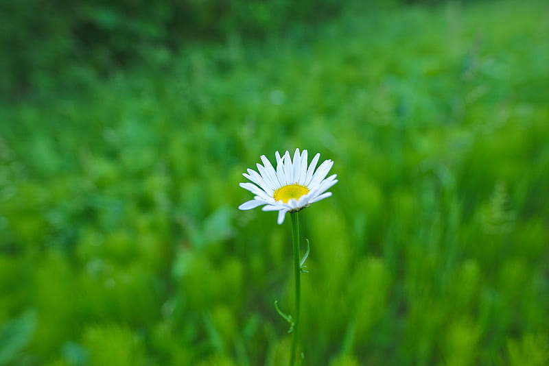 daisy, flower, white, greens, summer, HD wallpaper