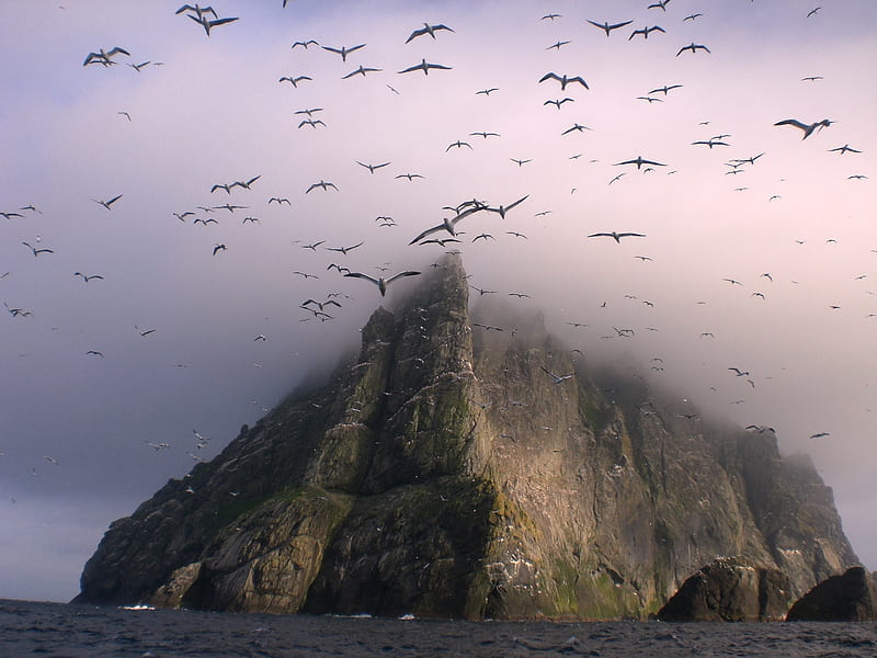 Birds, Bird, Cliff, Flock Of Birds, Island, Scotland, Seagull, HD wallpaper