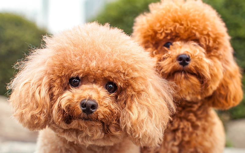 Download Poodle wallpapers for mobile phone free Poodle HD pictures