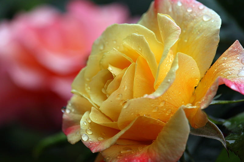 Raindrops, Bloom, Rose, Beauty, Garden, HD wallpaper