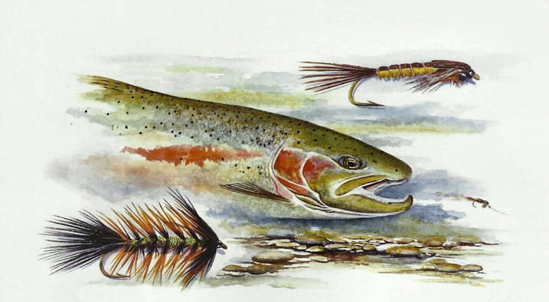 Colorful Trout 1, art, fish, artwork, animal, fly hooks, painting, wide screen, wildlife, trout, HD wallpaper