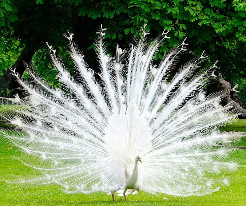 White Peacock, bird, nature, HD wallpaper