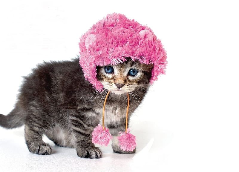 cute, pisici, cat, pink, kitten, winter, hat, iarna, funny, HD 