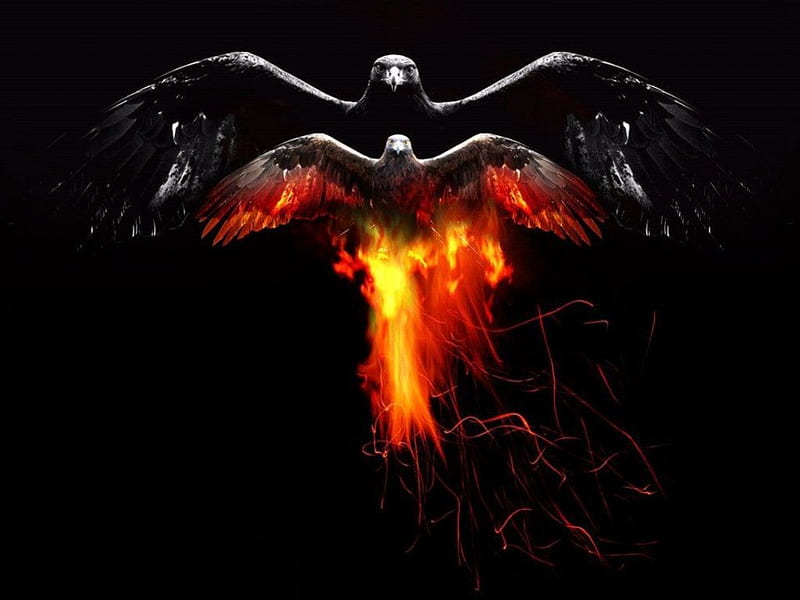 Bird of FIRE, eagle, fire, sky, bird, HD wallpaper