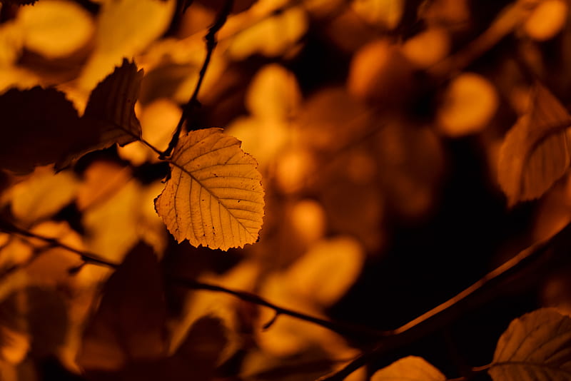 autumn, leaf, birch, orange, HD wallpaper