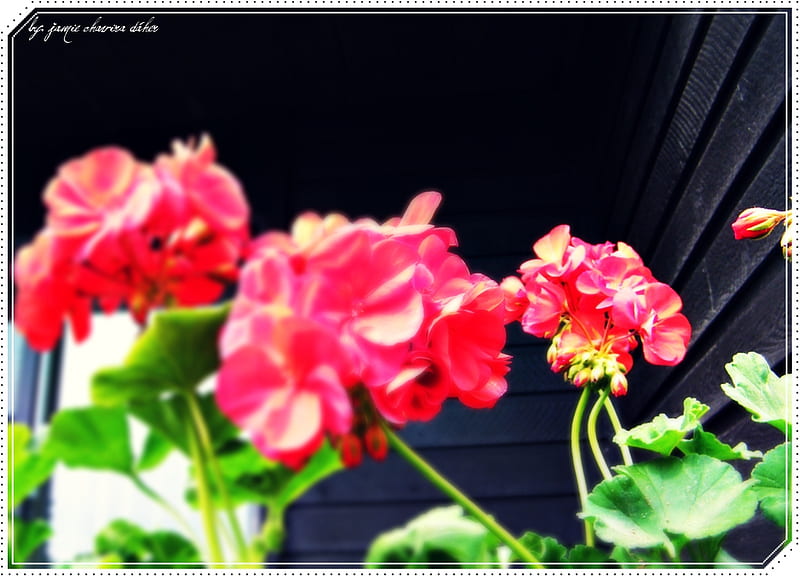 sunbathing, flower, flowers, nature, pink, HD wallpaper