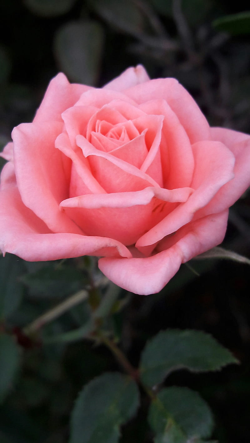 Beauty pink rose, flowers, garden, nature, roses, HD phone wallpaper