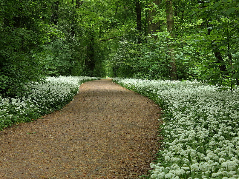 Wild garlic path., forest, tree, wild garlic, green, ramson, path, HD wallpaper
