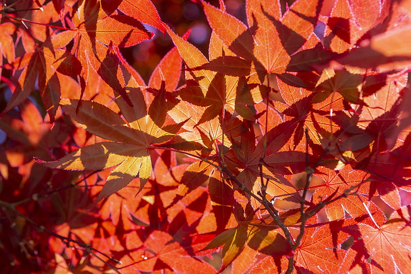 leaves, light, red, autumn, macro, HD wallpaper