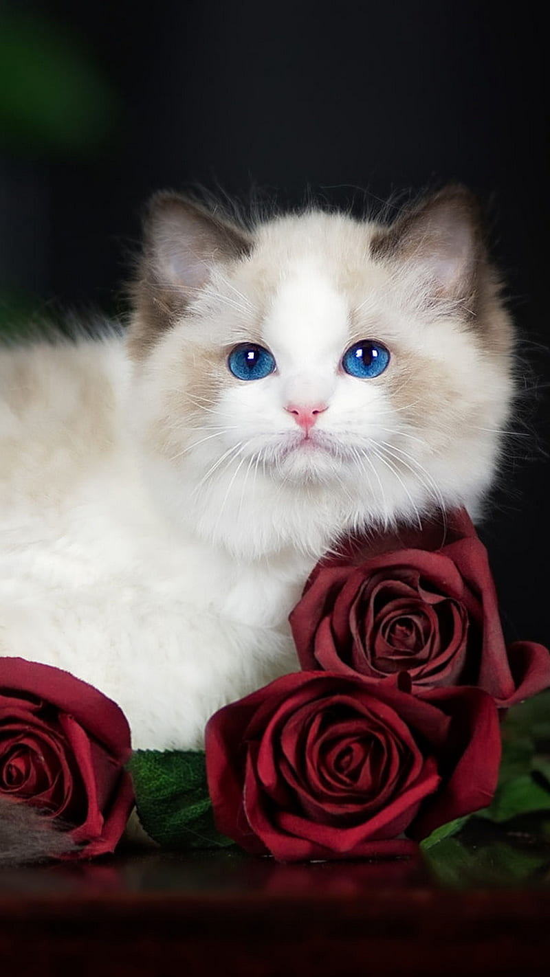 Ragdoll cat, cats, sleep, kitten, romantic, roses, cute, nice white, HD phone wallpaper