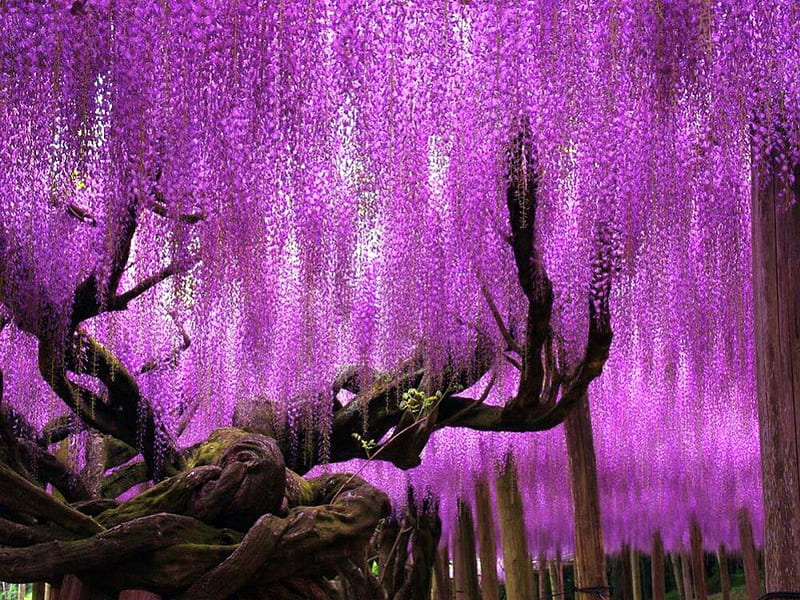 Wondrous, tree, cascades, japan, beauty, wisteria, HD wallpaper