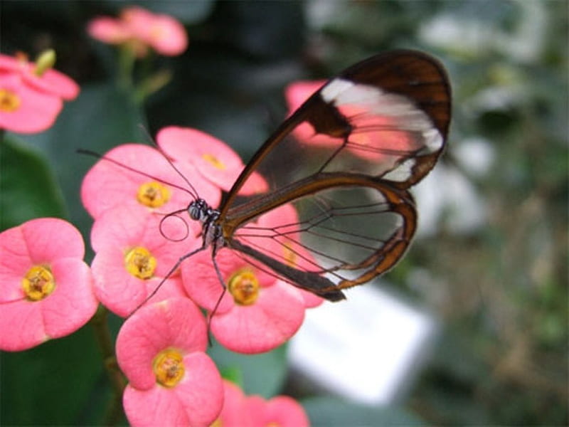 Glass Wing Butterfly, pink flowers, glass wings, butterfly, central america, brown and white, bonito, small, HD wallpaper