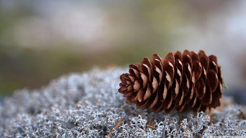 Lichens and pine cone, autumn, moss, nature, pine cone, winter, HD wallpaper