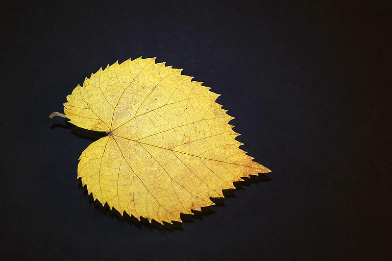Gold Leaf, leaf, nature, gold, HD wallpaper