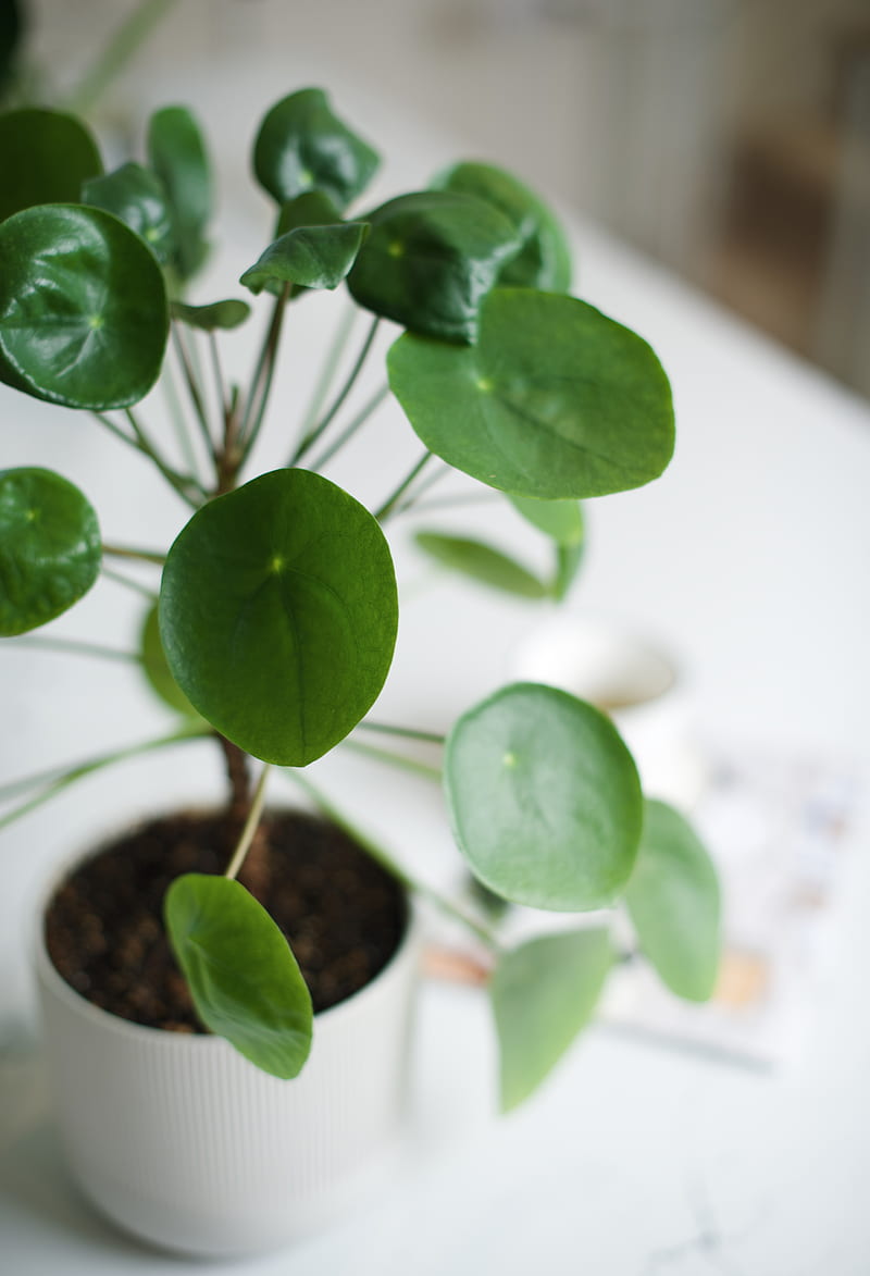 green plant on white ceramic pot, HD phone wallpaper