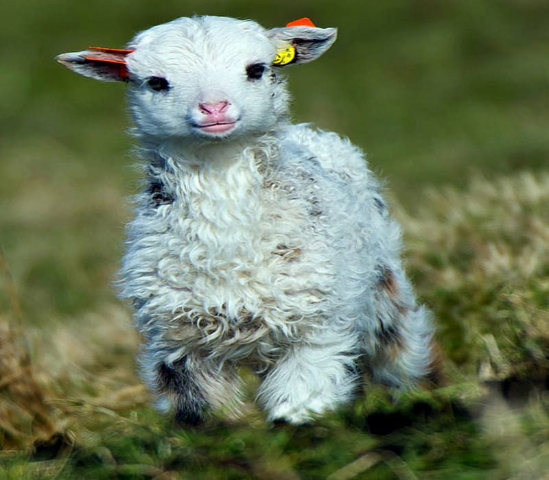 Baby Lamb Playing Field, Field, Lamb, Playing, Cute, Baby, White, HD wallpaper