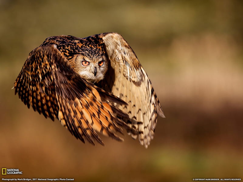 Eagle Owl-National Geographic magazine, HD wallpaper
