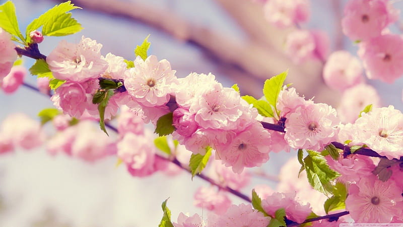 Sakura, árbol, japón, rosa, cereza, Fondo de pantalla HD | Peakpx
