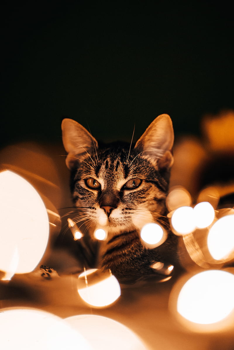 Fairy light kitty, badass cat, cat, cat, cats, christmas, christmas cat,  christmas, HD phone wallpaper | Peakpx