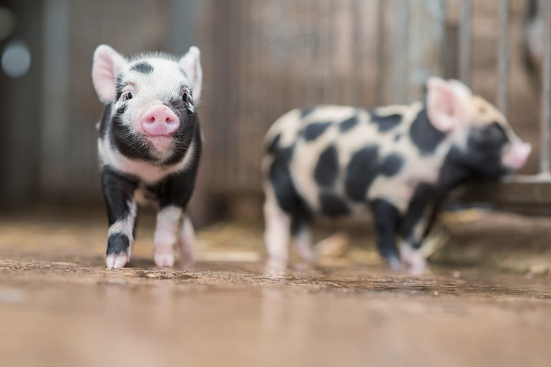 Piglets, cute, black, piglet, white, pink, animal, HD wallpaper