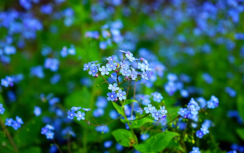 Blue forget me not wildflowers 2020 Nature Plant, HD wallpaper
