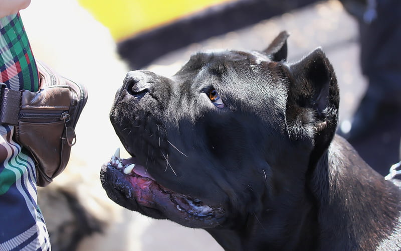 Cane Corso, Italian Mastiff, black big dog, pets, Italian Corso Dog, Italian dog breeds, HD wallpaper